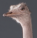 ostrich